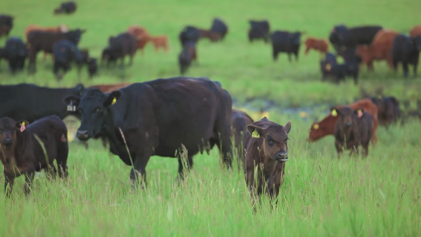 Metro Ontario expands its beef sustainability sourcing across Platinum Grill beef brand