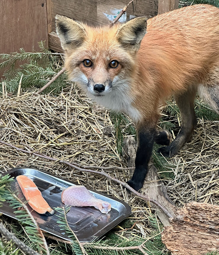 Fox